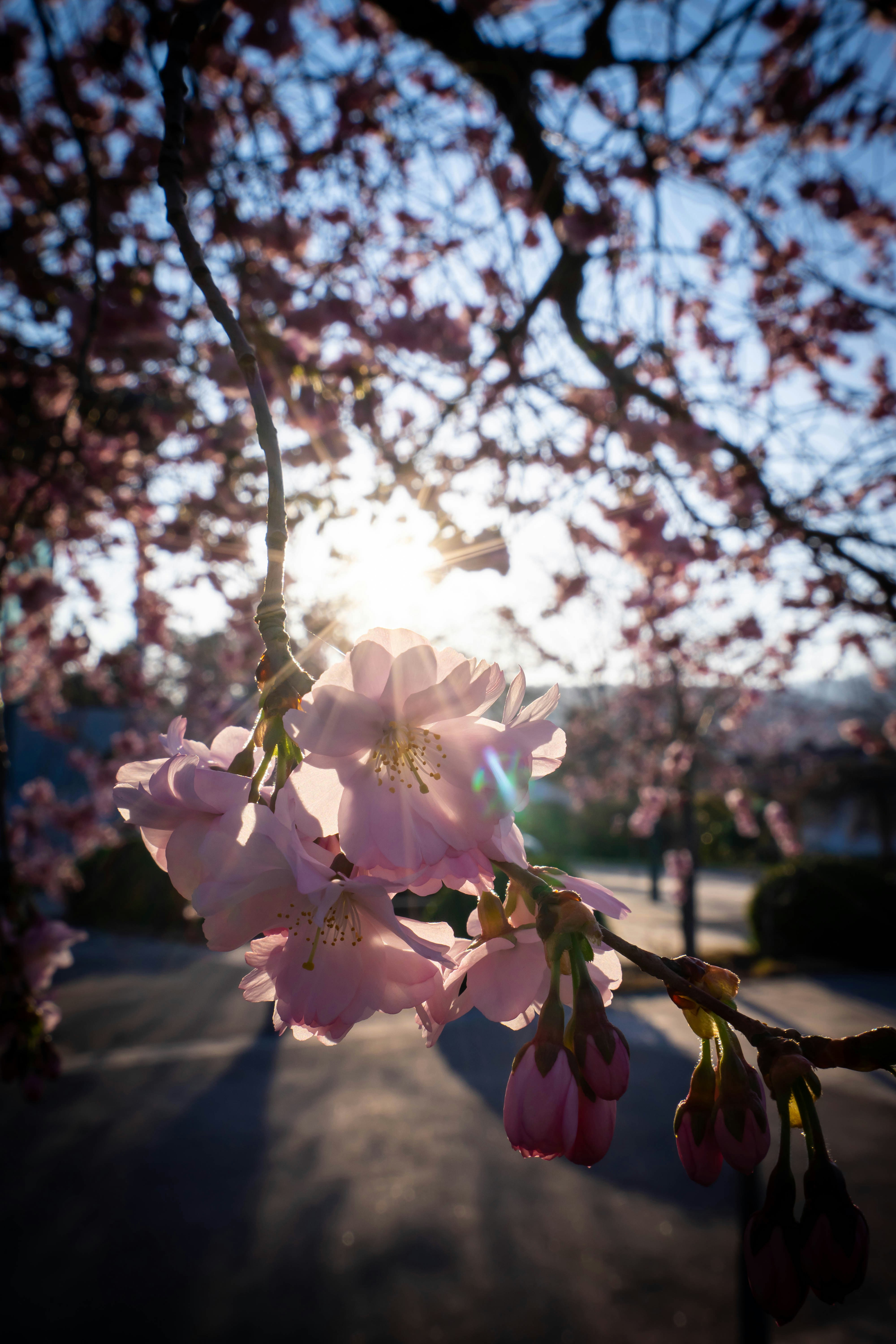 the sun shines through the branches of a blossoming tree