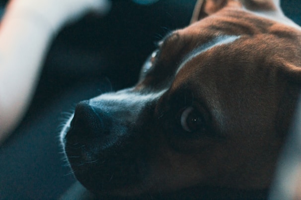 a close up of a dog laying on a couch