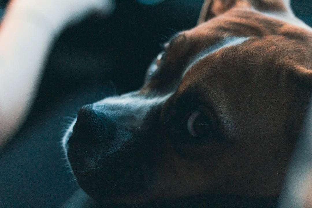 Soulful Dog Eyes