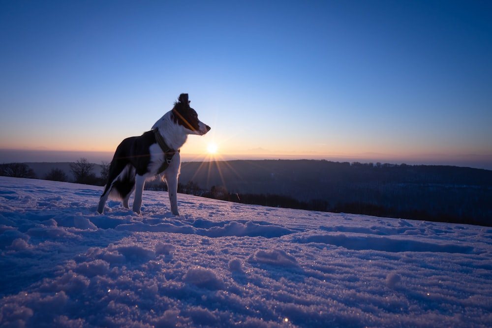 a dog standing on top of a snow covered slope