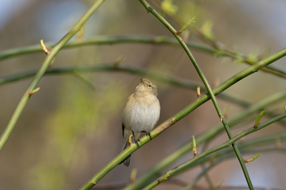 a small bird sitting on a branch of a tree