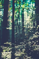 A serene forest scene bathed in soft, cool blue tones enhancing the peaceful mood.