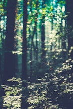 A calming scene of a tranquil forest with soft, glowing lights.