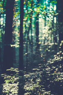 A serene portrait set against a forest scene with dappled sunlight and delicate leaves.