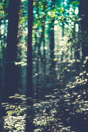 A calming scene of a tranquil forest with soft, glowing lights.