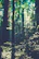 Soft light filtering through trees in a quiet forest, evoking peace and reflection.