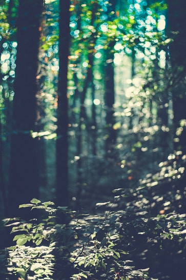 A serene space with soft light filtering through trees, evoking calm and spiritual healing.