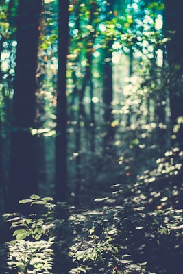 A serene forest scene with soft lighting filtering through tall trees, casting dappled patterns on the undergrowth. The image has a blurred, dreamy quality, evoking a calm, peaceful atmosphere.
