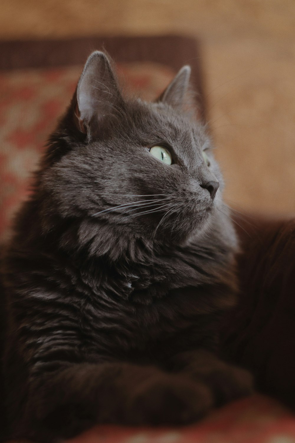 a black cat laying on top of a couch