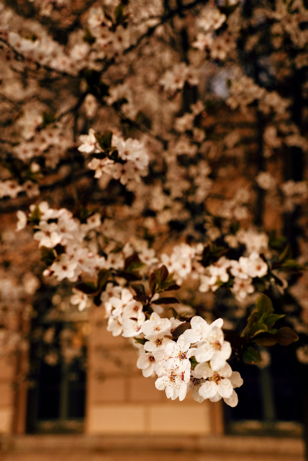 un vase rempli de fleurs blanches sur une table