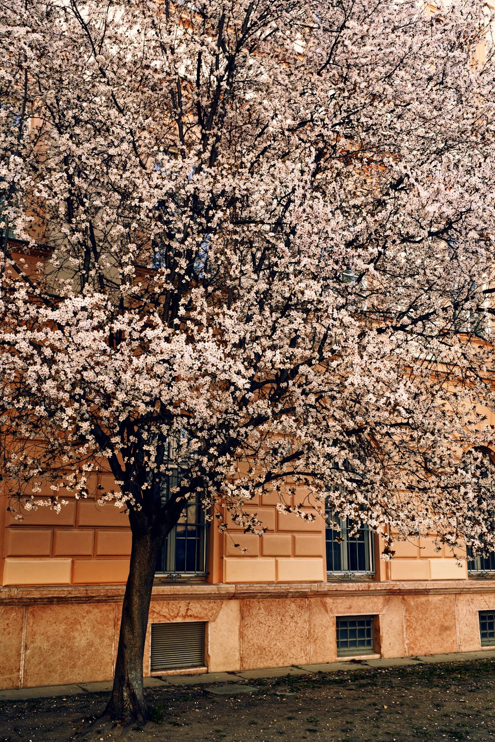 建物の前に白い花が咲く木