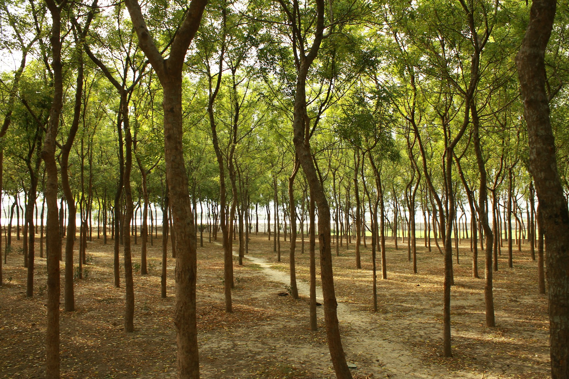 a dirt path through a forest filled with lots of trees