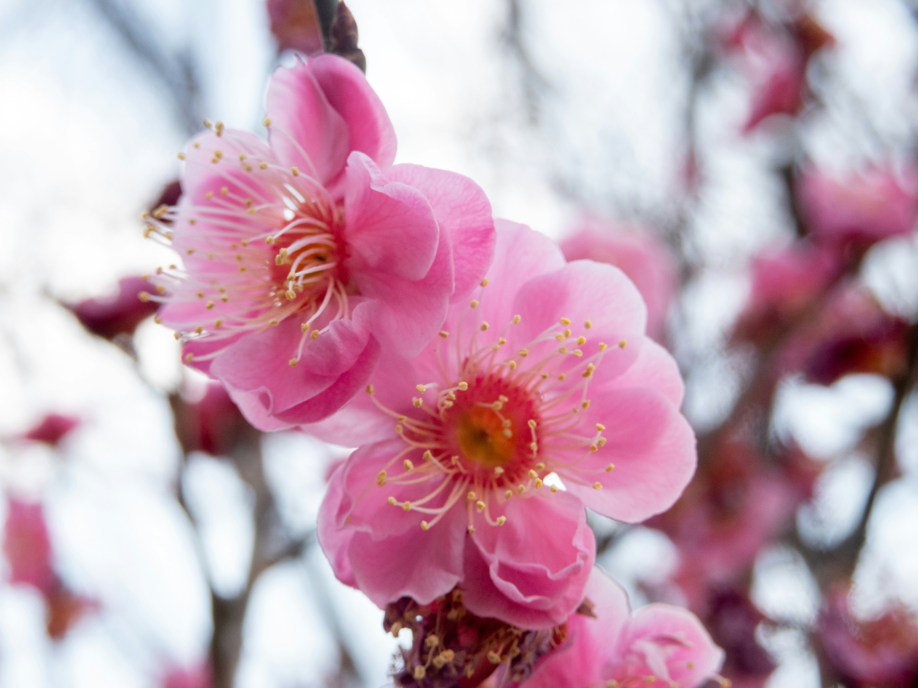 Photo by heppoko_yama