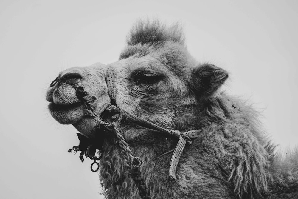 a black and white photo of a camel