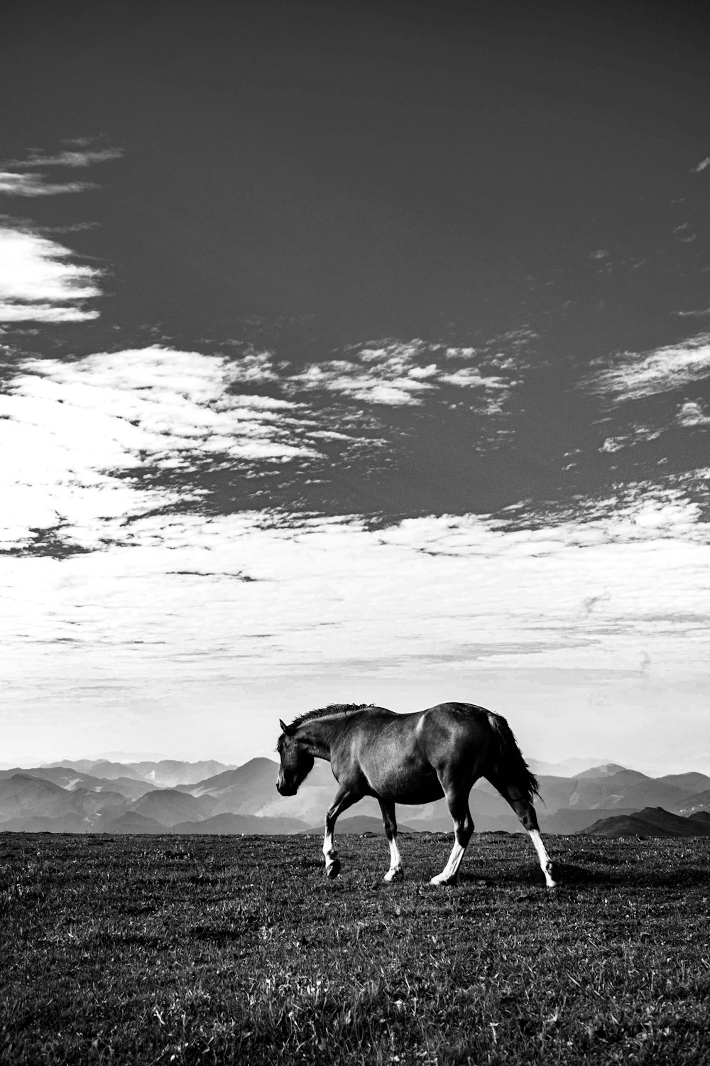 a black and white photo of a horse in a field