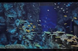 A large aquarium containing various fish swimming among rocky formations and coral structures. The water is a deep blue, providing a vibrant contrast to the colorful fish, including yellow, blue, and striped varieties. The rocky background resembles a natural underwater cliff with numerous small crevices.