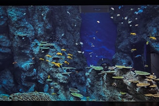 A large aquarium containing various fish swimming among rocky formations and coral structures. The water is a deep blue, providing a vibrant contrast to the colorful fish, including yellow, blue, and striped varieties. The rocky background resembles a natural underwater cliff with numerous small crevices.