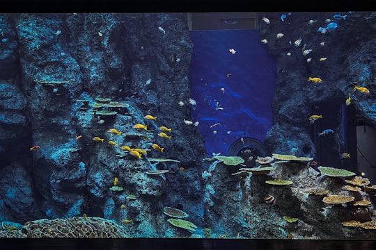 A large aquarium containing various fish swimming among rocky formations and coral structures. The water is a deep blue, providing a vibrant contrast to the colorful fish, including yellow, blue, and striped varieties. The rocky background resembles a natural underwater cliff with numerous small crevices.
