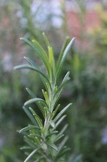 Close-up view of a rosemary plant with detailed, narrow green leaves and a blurred background.