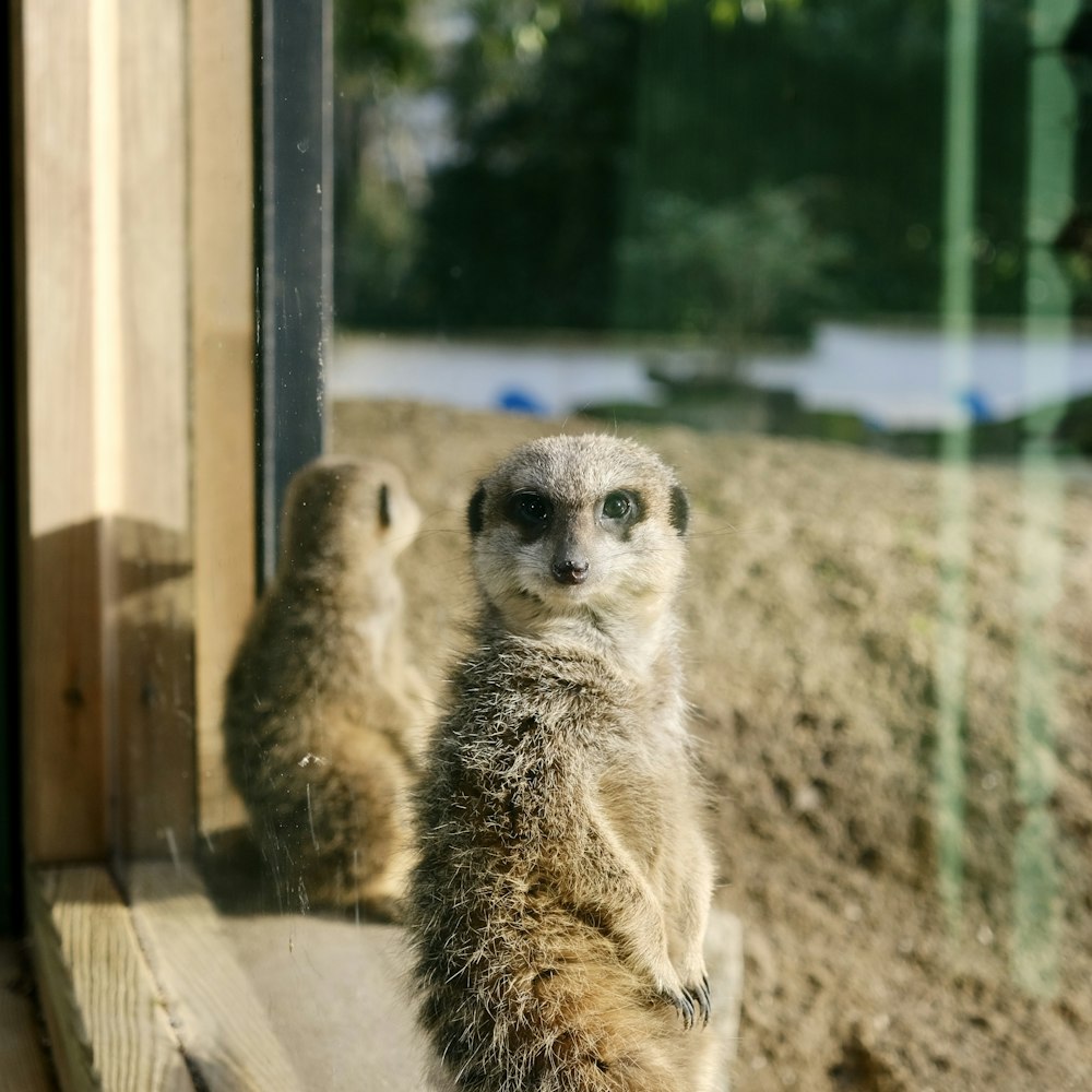 a couple of meerkats standing on top of a window sill