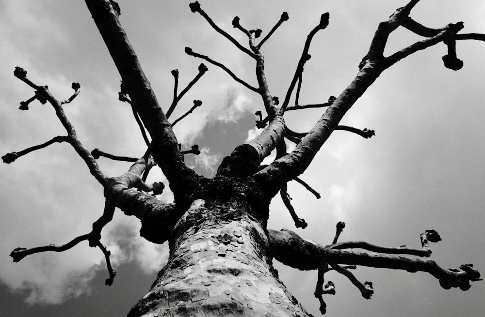 une photo en noir et blanc d’un arbre sans feuilles