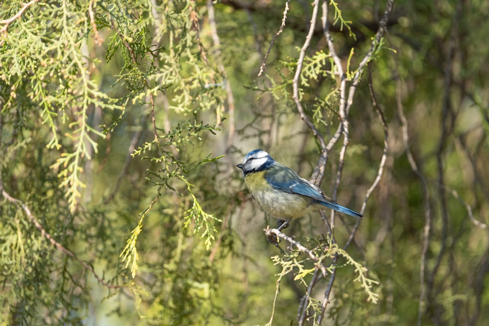 a small blue bird perched on a tree branch