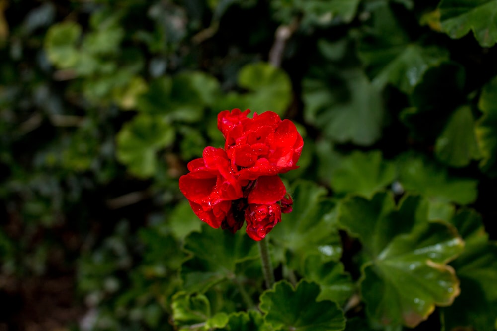 a red flower with green leaves in the background