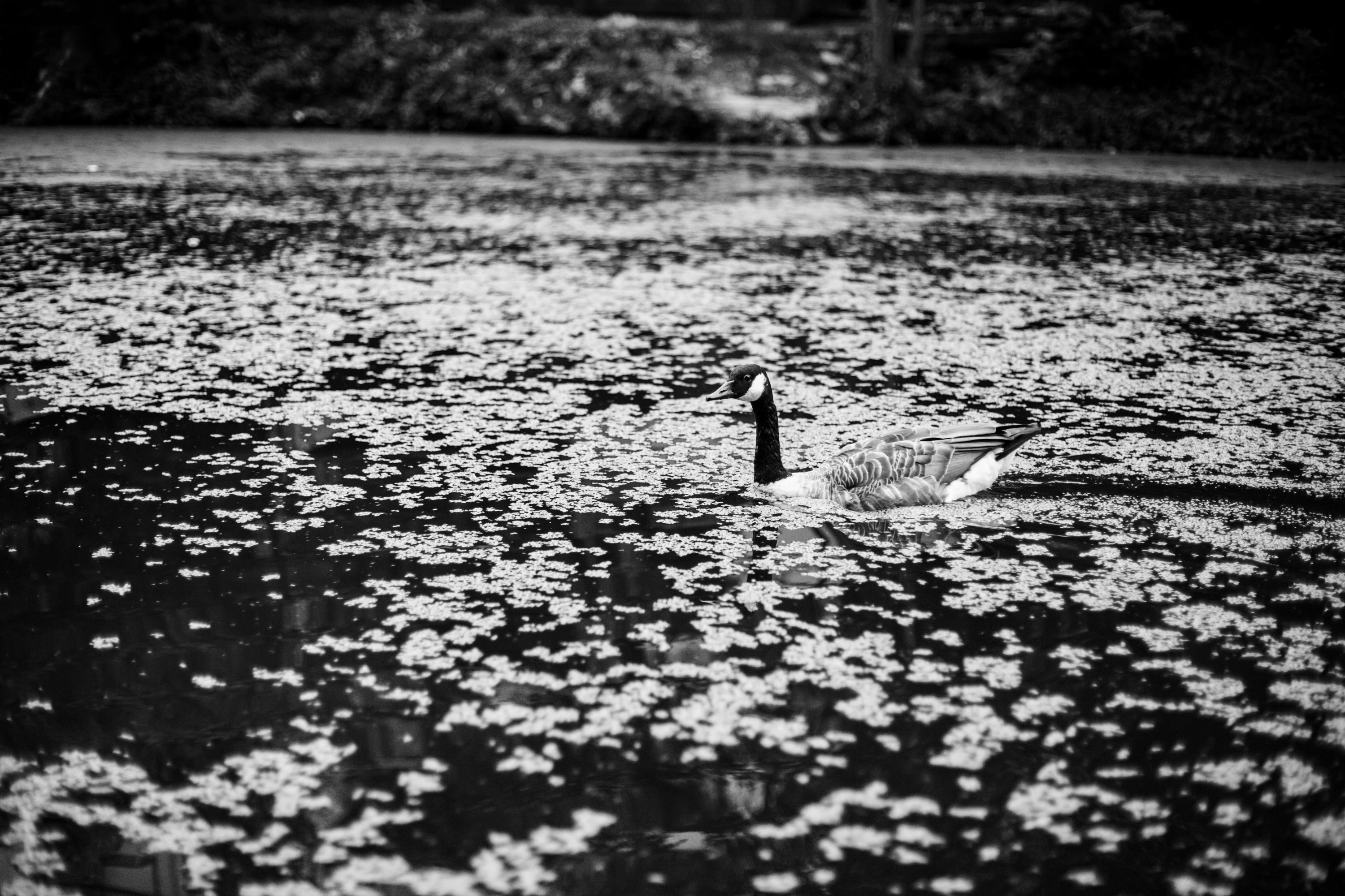 a black and white photo of a duck in the water