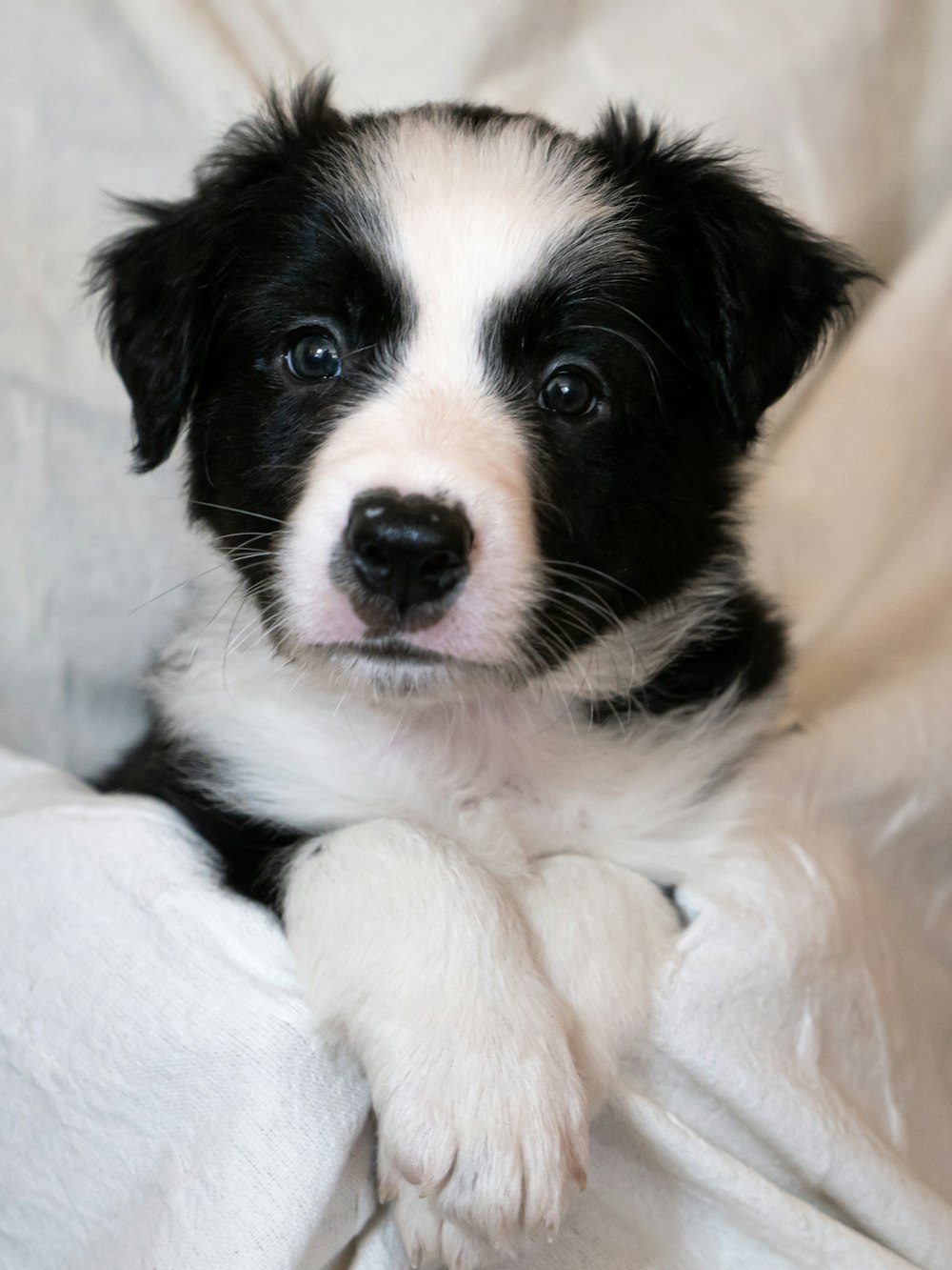 a black and white dog laying on top of a bed