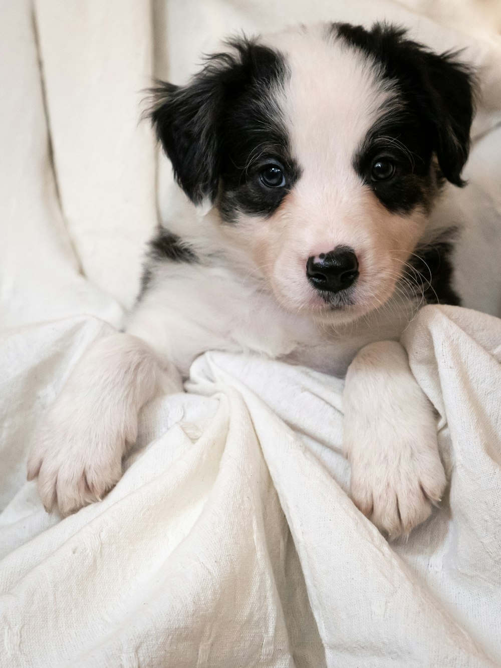 a small black and white dog laying on top of a white blanket