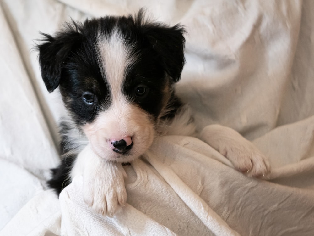 a black and white puppy laying on top of a white blanket