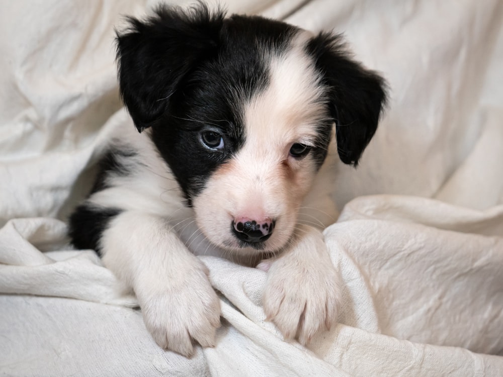 a black and white puppy laying on top of a white blanket