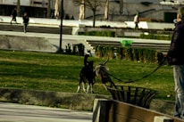 A gentle dog walker strolling through a leafy park with a small group of well-behaved dogs.