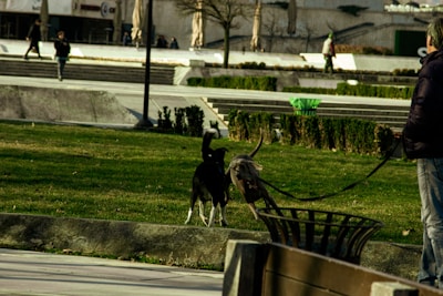 A gentle dog walker strolling through a leafy park with a small group of well-behaved dogs.