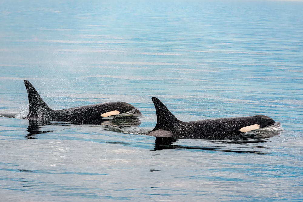 두 마리의 흑백 범고래가 물속에서 헤엄 치고 있다