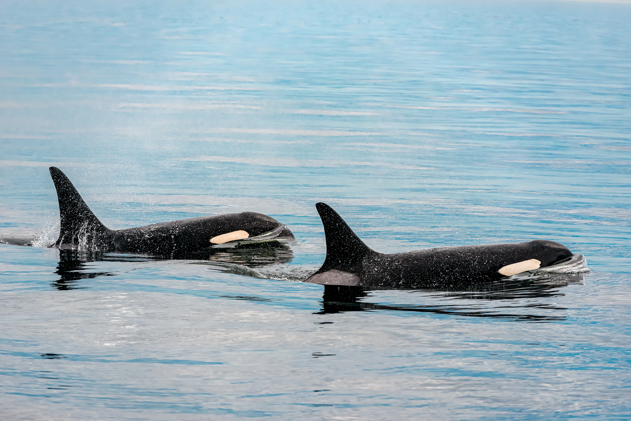 The Morning the Orcas Came Down Our Passage