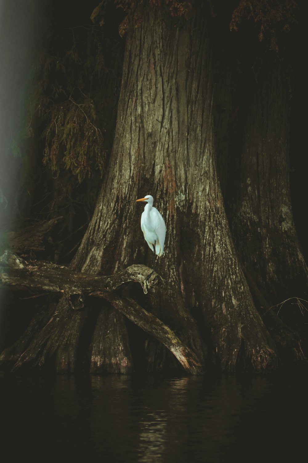 Un uccello bianco è appollaiato su un ramo d'albero