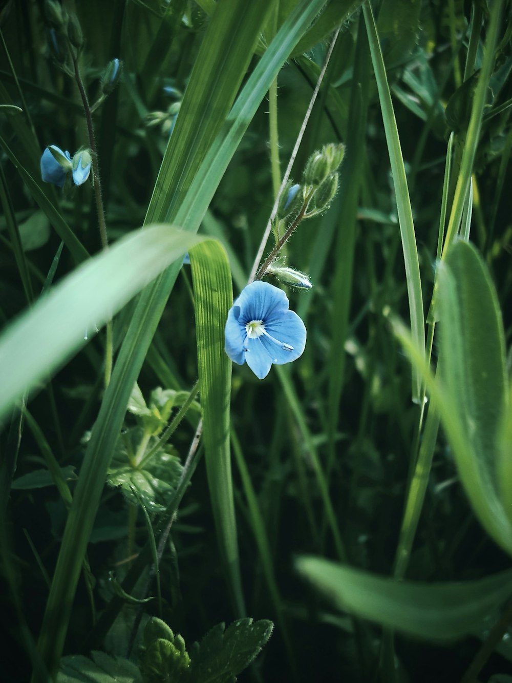 a small blue flower sitting in the middle of tall grass