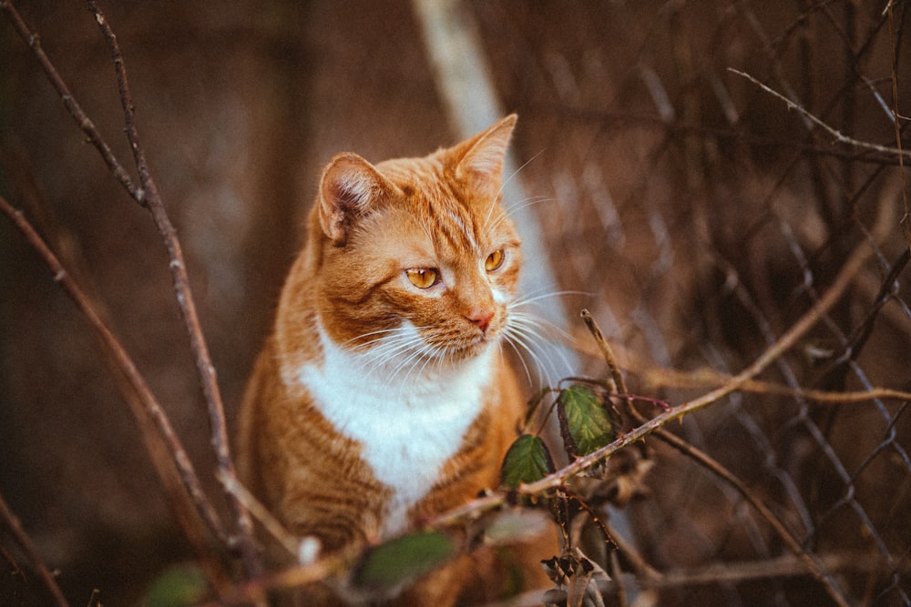 an orange and white cat sitting on top of a tree branch