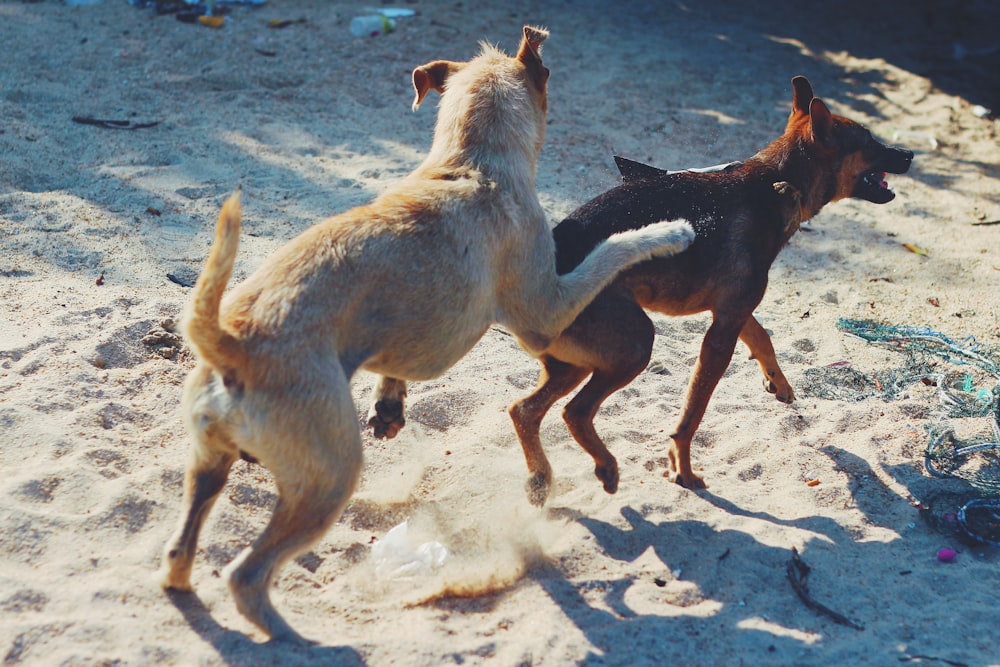 a couple of dogs playing in the sand