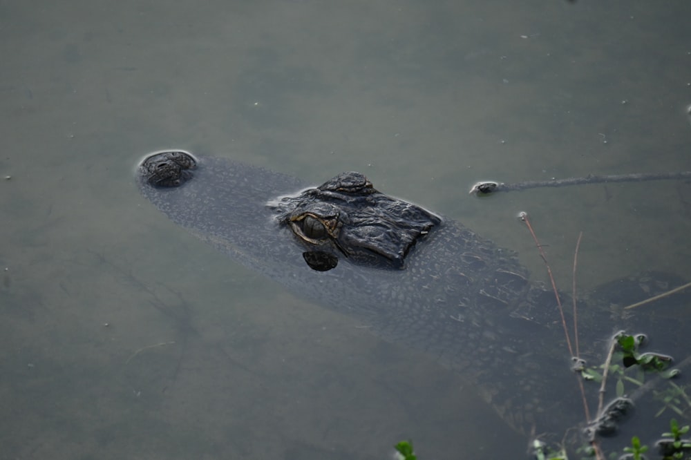 un gros alligator dans un plan d’eau