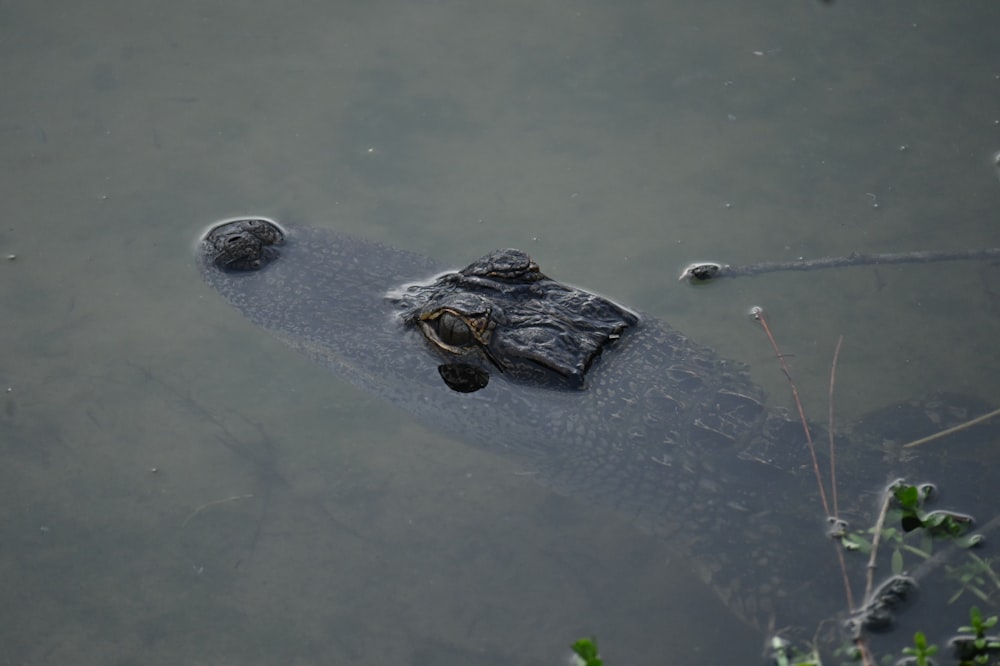 a large alligator in a body of water