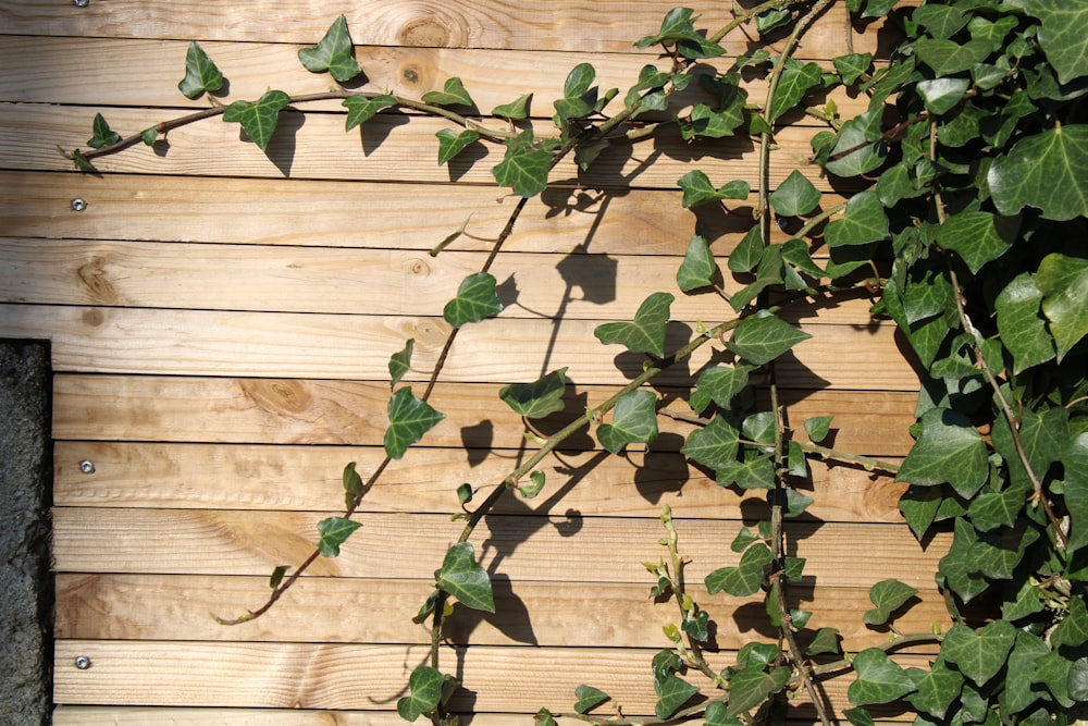 a vine is growing on the side of a wooden building