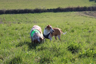 a couple of dogs that are standing in the grass