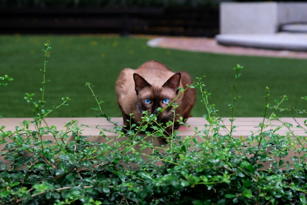 a siamese cat with blue eyes standing in a garden