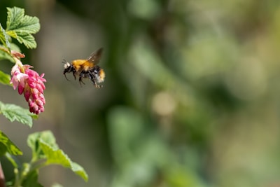 A solitary bumblebee hovering mid-air against a soft green background of leaves.
