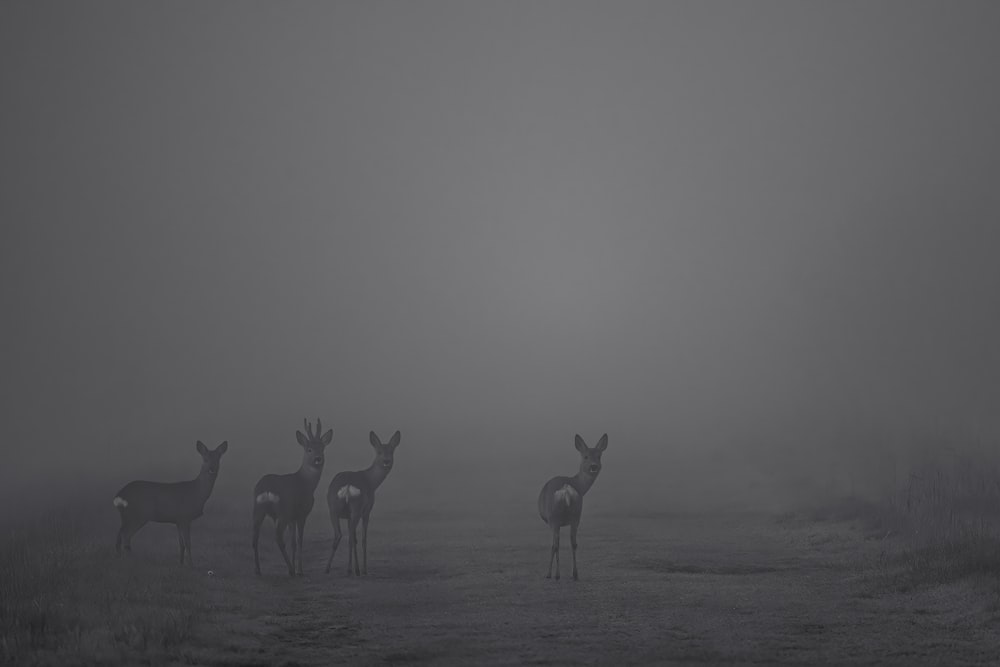 a group of deer standing on top of a grass covered field