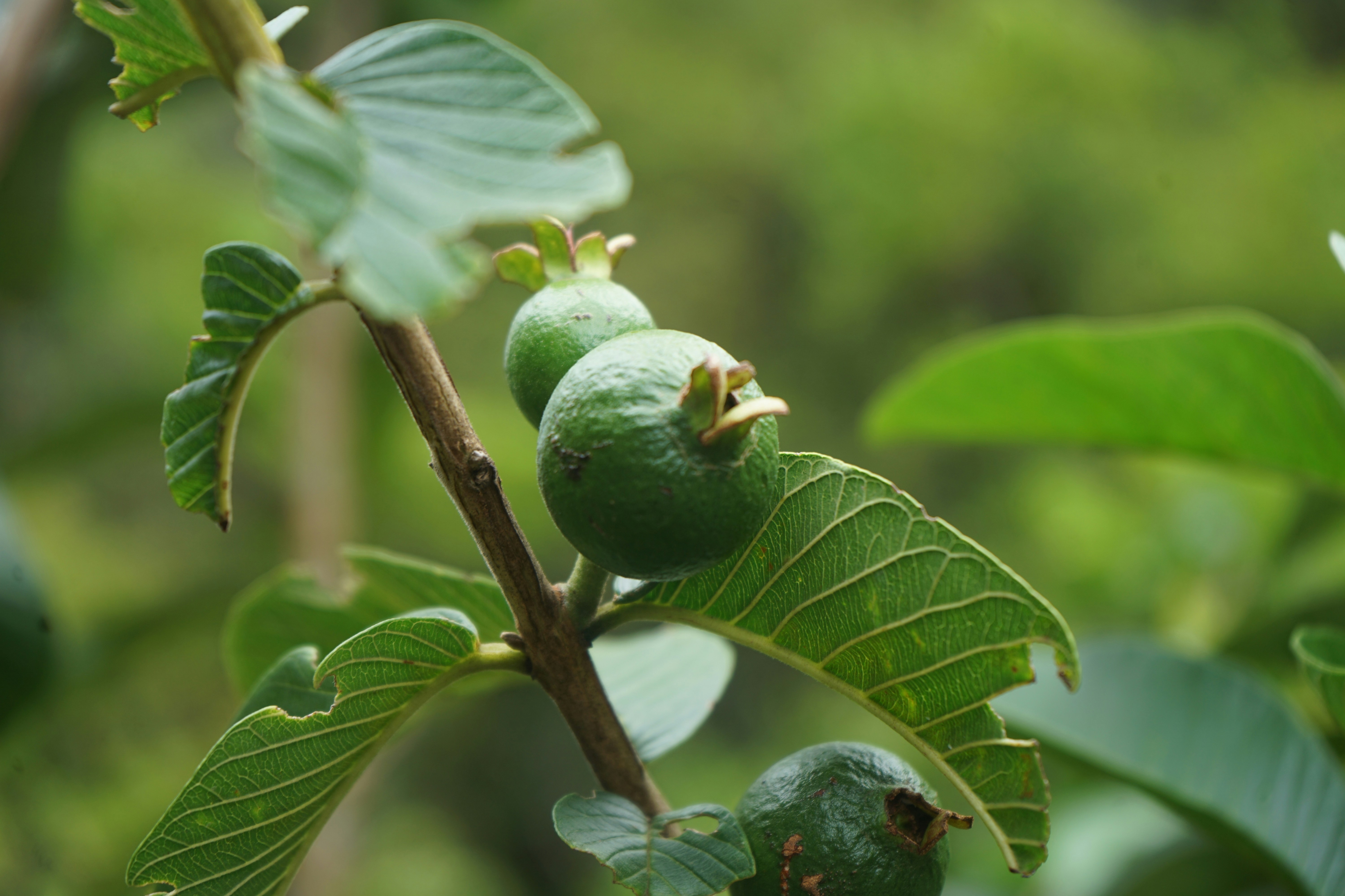 Photo by denisseleon