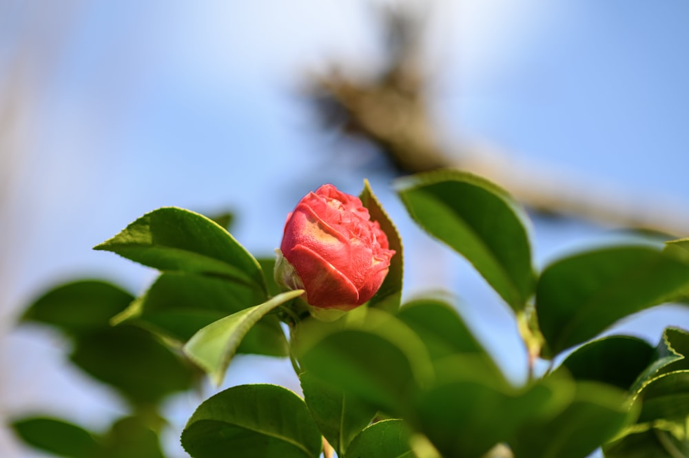 Un fiore rosa sta sbocciando su un ramo d'albero