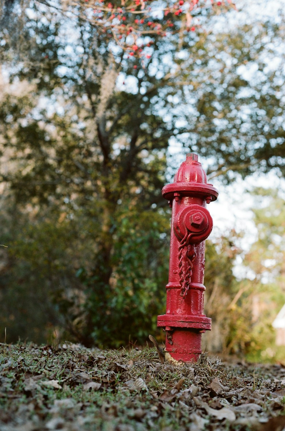 a red fire hydrant sitting on top of a pile of leaves